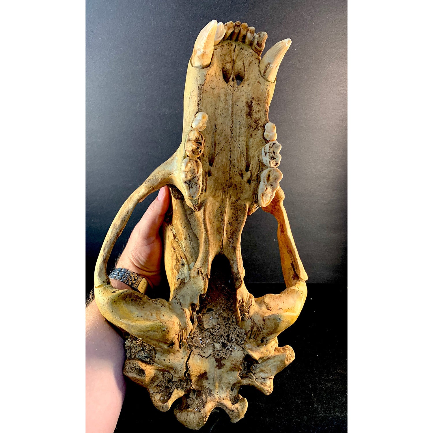 Cave Bear Skull