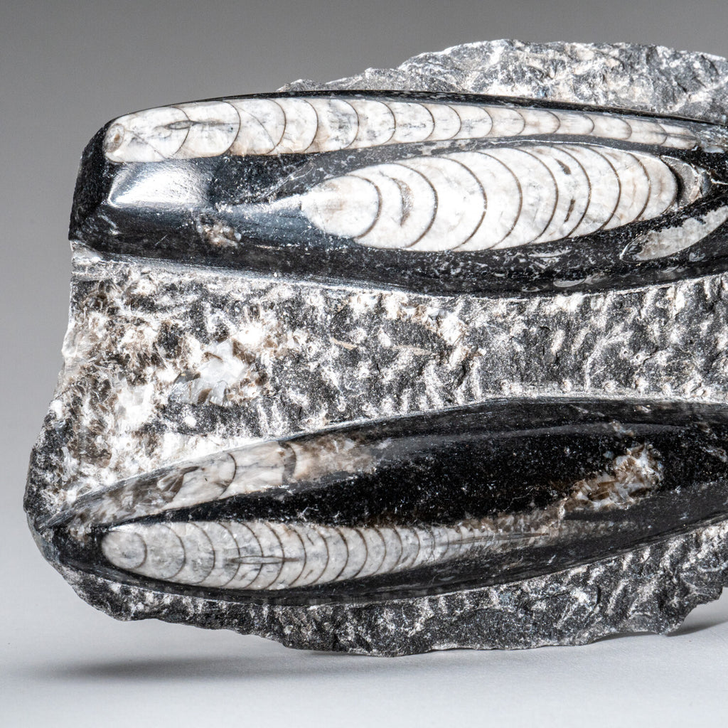Genuine Orthoceros Plate, Two Species, With Acrylic Display Stand