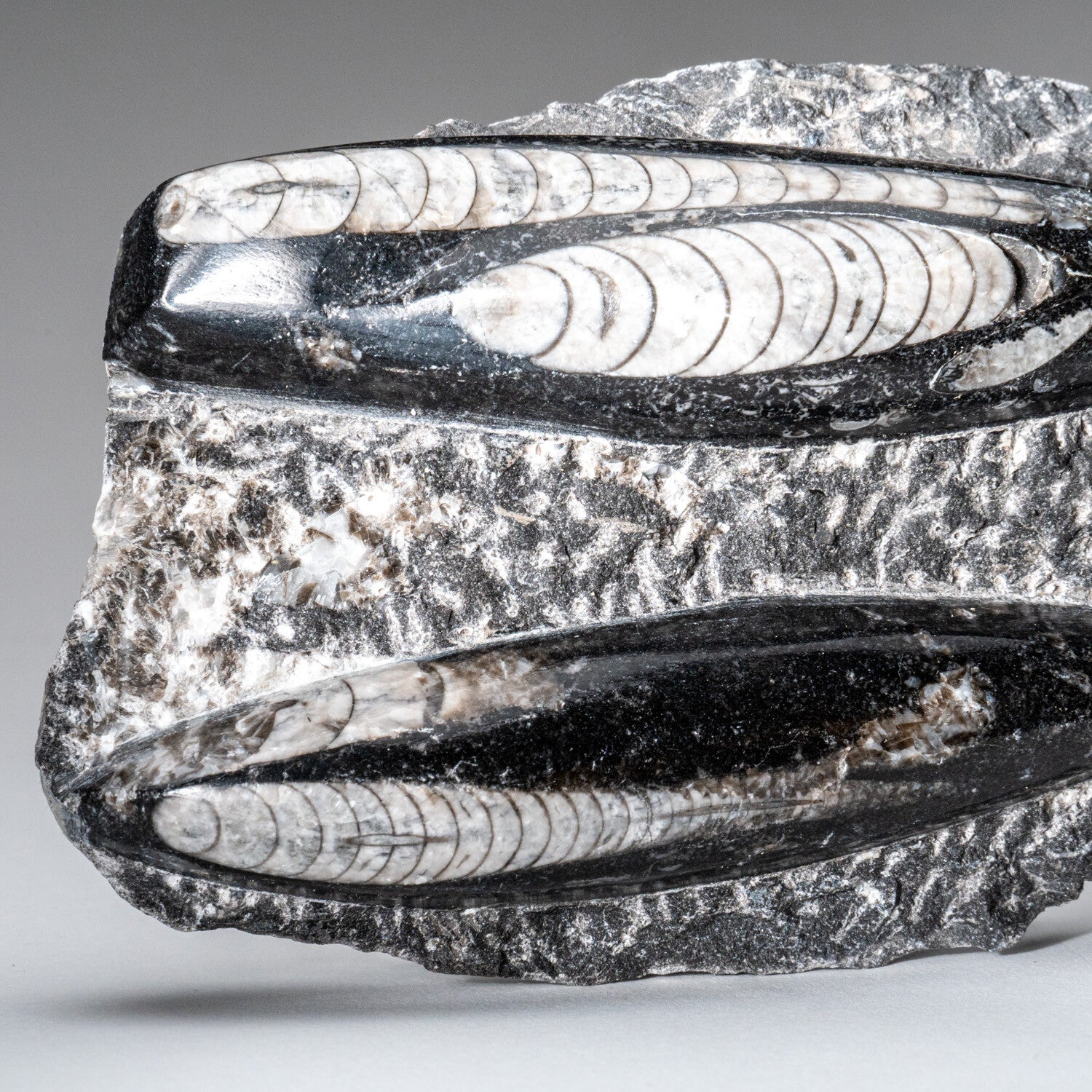 Genuine Orthoceros Plate, Two Species, With Acrylic Display Stand