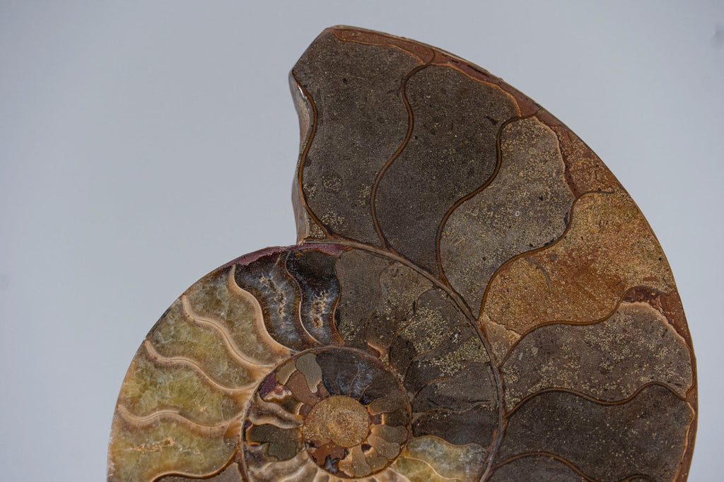 Calcified Ammonite Halve From Madagascar (.7 lbs)