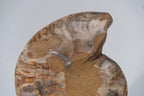 Calcified Ammonite Halve From Madagascar (.7 lbs)