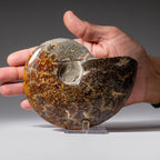 Genuine Polished Ammonite Fossil // 1.3 lbs