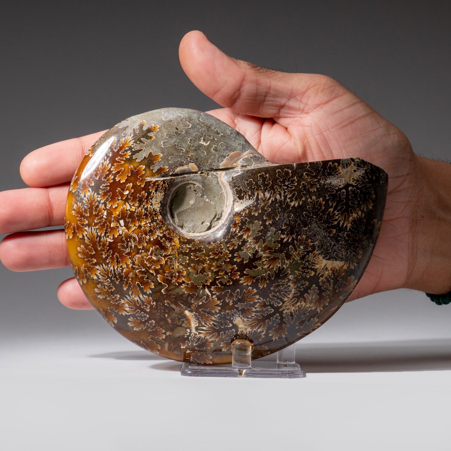 Genuine Polished Ammonite Fossil // 1.3 lbs