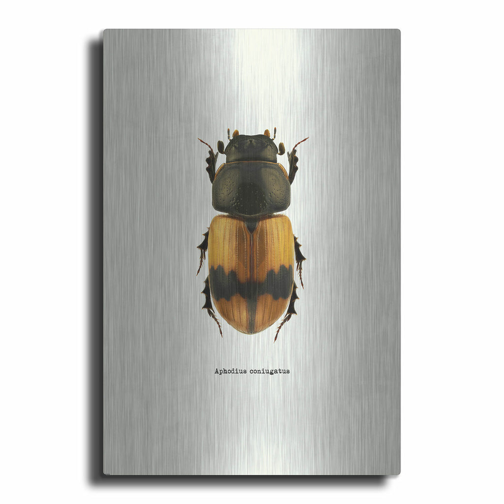 Beetle Orange