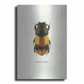 Beetle Orange