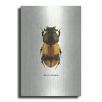 Beetle Orange