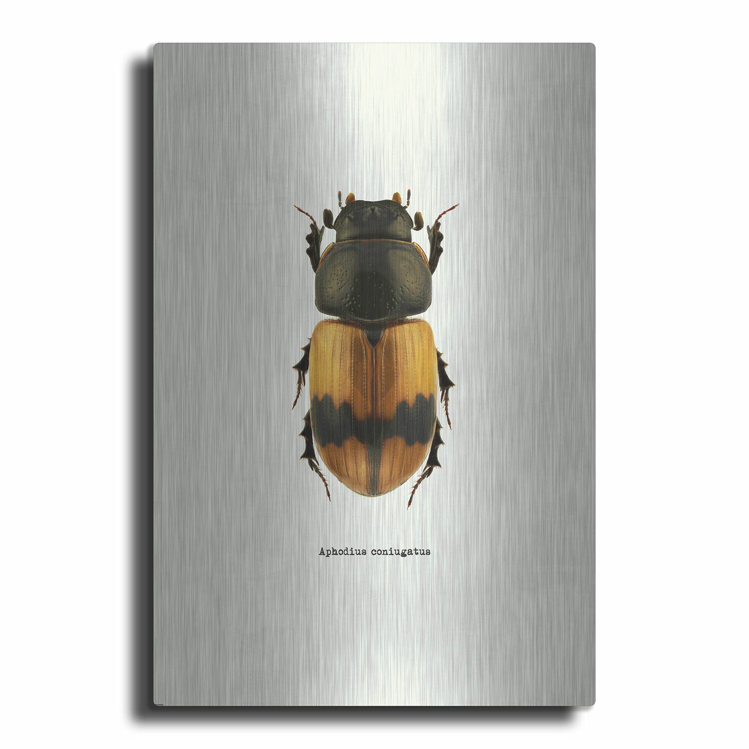 Beetle Orange