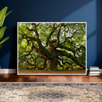 Angel Oak Tree Wall Art Canvas Print | Forest Tree Nature Photography Print