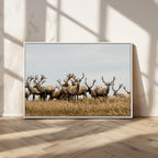 Elk Herd Wall Art Canvas Print, Framed Wildlife Photography Art, Majestic Antlers Rustic Wildlife Decor