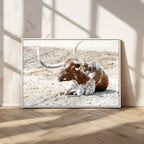 Majestic Longhorn Wall Art Canvas Print, Resting on Sunlit Desert Ground