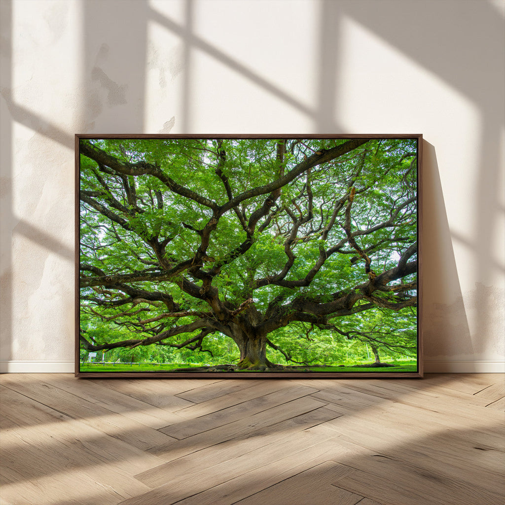 Ancient Tree Wall Art Canvas Print, Framed Sprawling Branches