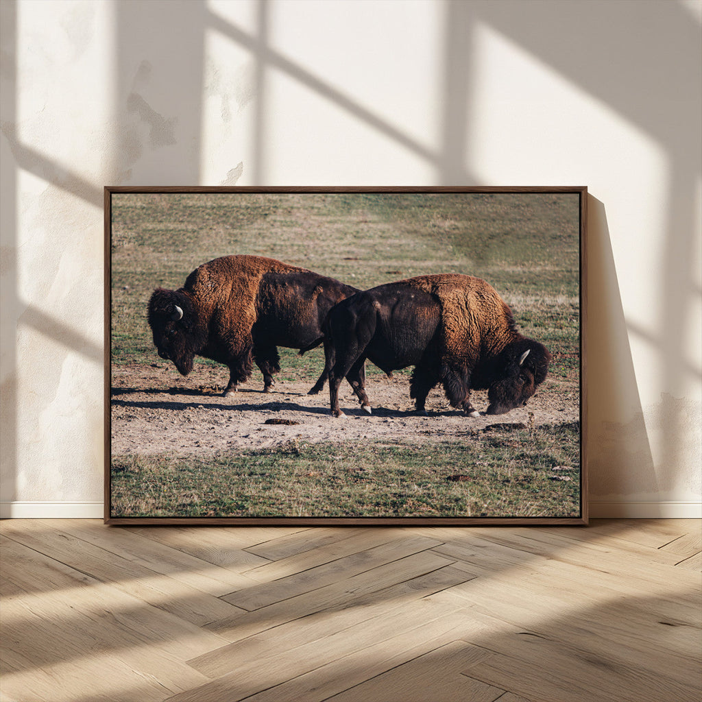 Bison Wall Art Canvas Print, Framed Western Wildlife Modern Ranch