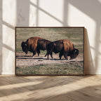 Bison Wall Art Canvas Print, Framed Western Wildlife Modern Ranch