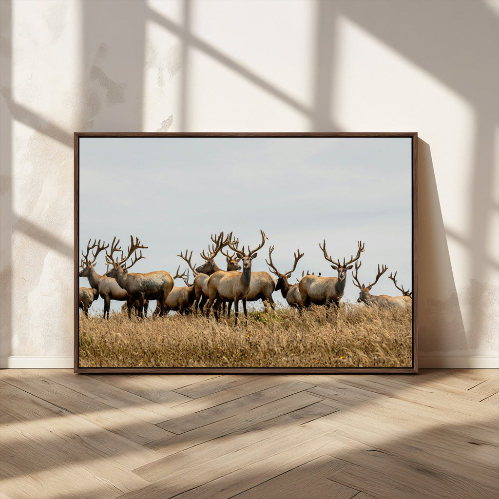 Elk Herd Wall Art Canvas Print, Framed Wildlife Photography Art, Majestic Antlers Rustic Wildlife Decor