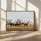 Elk Herd Wall Art Canvas Print, Framed Wildlife Photography Art, Majestic Antlers Rustic Wildlife Decor