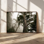 Misty Forest Wall Art Canvas Print, Framed Tall Trees in Foggy Atmosphere