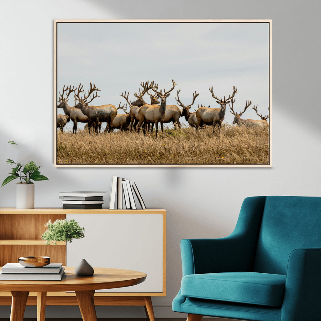Elk Herd Wall Art Canvas Print, Framed Wildlife Photography Art, Majestic Antlers Rustic Wildlife Decor