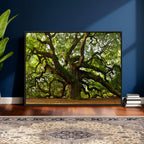 Angel Oak Tree Wall Art Canvas Print | Forest Tree Nature Photography Print
