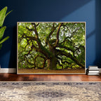 Angel Oak Tree Wall Art Canvas Print | Forest Tree Nature Photography Print