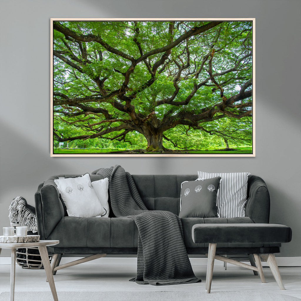 Ancient Tree Wall Art Canvas Print, Framed Sprawling Branches