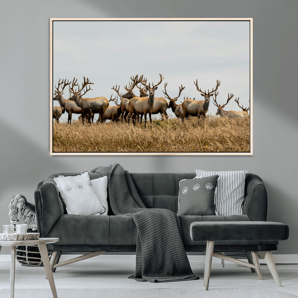 Elk Herd Wall Art Canvas Print, Framed Wildlife Photography Art, Majestic Antlers Rustic Wildlife Decor