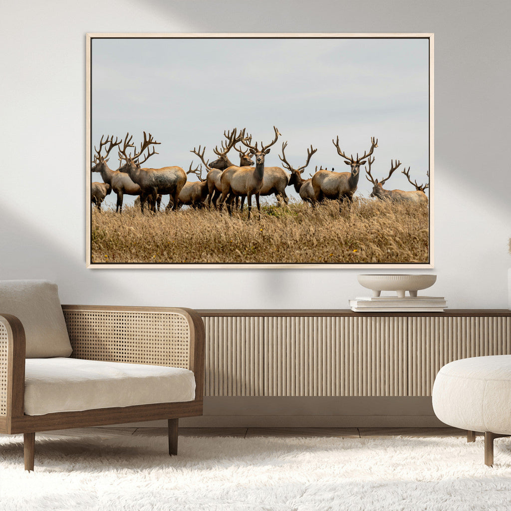 Elk Herd Wall Art Canvas Print, Framed Wildlife Photography Art, Majestic Antlers Rustic Wildlife Decor