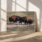 Bison Wall Art Canvas Print, Framed Western Wildlife Modern Ranch