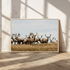 Elk Herd Wall Art Canvas Print, Framed Wildlife Photography Art, Majestic Antlers Rustic Wildlife Decor