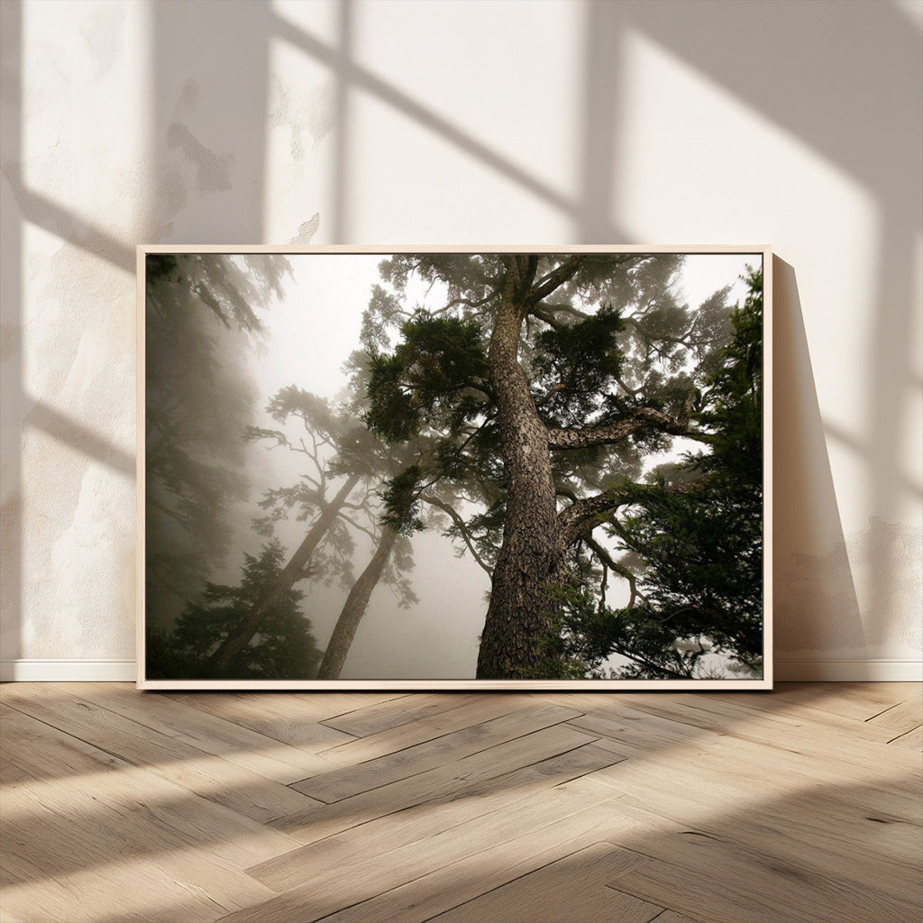 Misty Forest Wall Art Canvas Print, Framed Tall Trees in Foggy Atmosphere