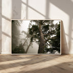 Misty Forest Wall Art Canvas Print, Framed Tall Trees in Foggy Atmosphere