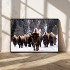 Bison Wall Art Canvas Print, Bison Herd Canvas Wall Art