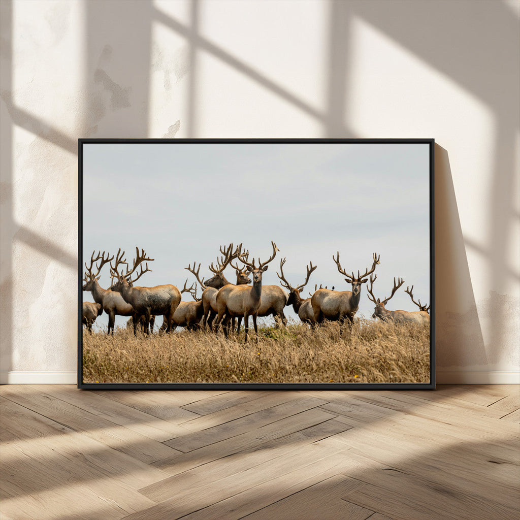 Elk Herd Wall Art Canvas Print, Framed Wildlife Photography Art, Majestic Antlers Rustic Wildlife Decor