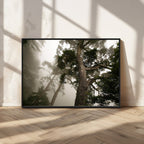 Misty Forest Wall Art Canvas Print, Framed Tall Trees in Foggy Atmosphere