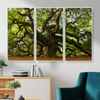 Angel Oak Tree Wall Art Canvas Print | Forest Tree Nature Photography Print