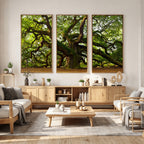 Angel Oak Tree Wall Art Canvas Print | Forest Tree Nature Photography Print