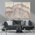 Tree Ring Wall Art Triptych, Rustic Wood Ring Canvas Print