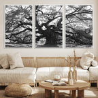 Ancient Oak Wall Art Canvas Print | Gnarled Tree with Twisted Branches