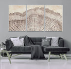 Tree Ring Wall Art Triptych, Rustic Wood Ring Canvas Print
