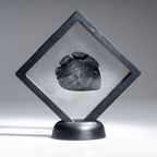 Genuine Indochinite Tektite in Display Case (38 grams)