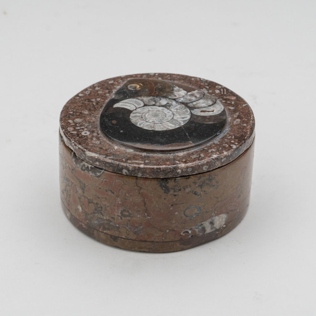 Ammonite and Orthoceras Fossil Round Box