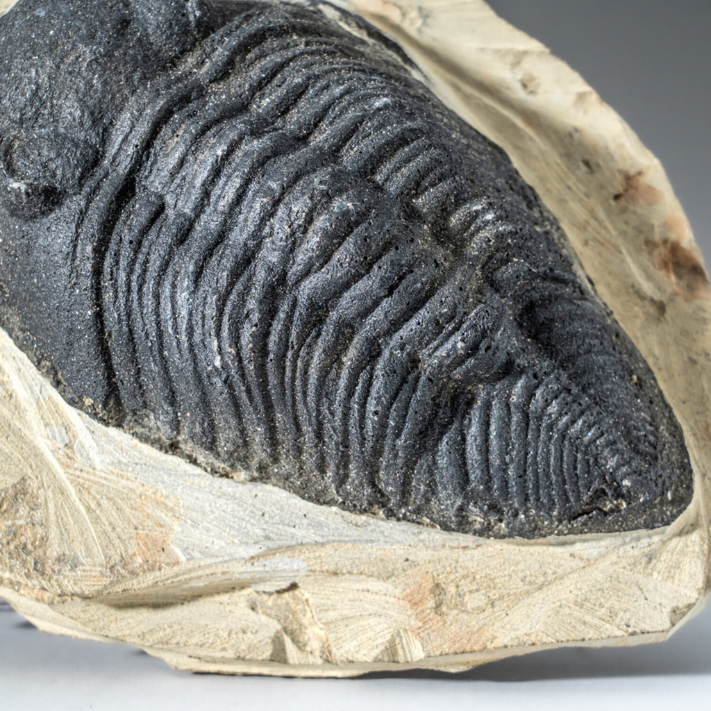 Genuine Single Metacanthina Issoumourensis Trilobite Fossil In Matrix // Large