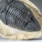 Genuine Single Metacanthina Issoumourensis Trilobite Fossil In Matrix // Large