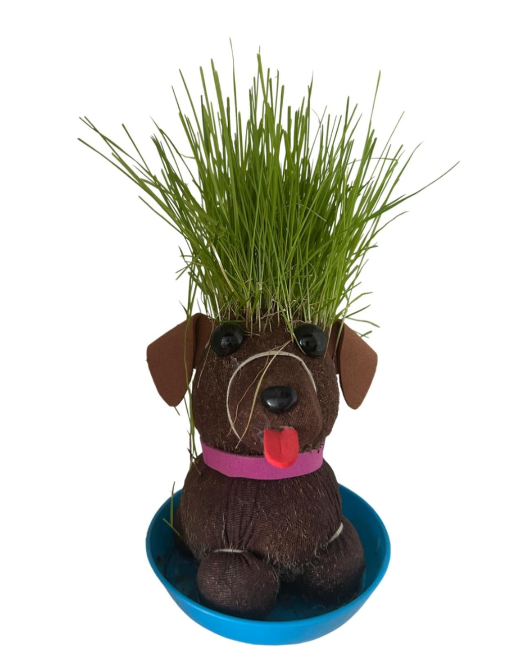 Grow Your Own Hairy Bitch – The Zero-Maintenance Pet - Just Needs a Little Water!🐕