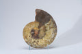 Calcified Ammonite Halve From Madagascar (.8 lbs)