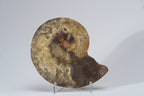 Calcified Ammonite Halve From Madagascar (.8 lbs)