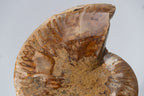 Calcified Ammonite Halve From Madagascar (.8 lbs)