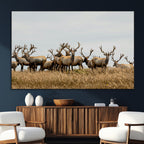 Elk Herd Wall Art Canvas Print, Framed Wildlife Photography Art, Majestic Antlers Rustic Wildlife Decor
