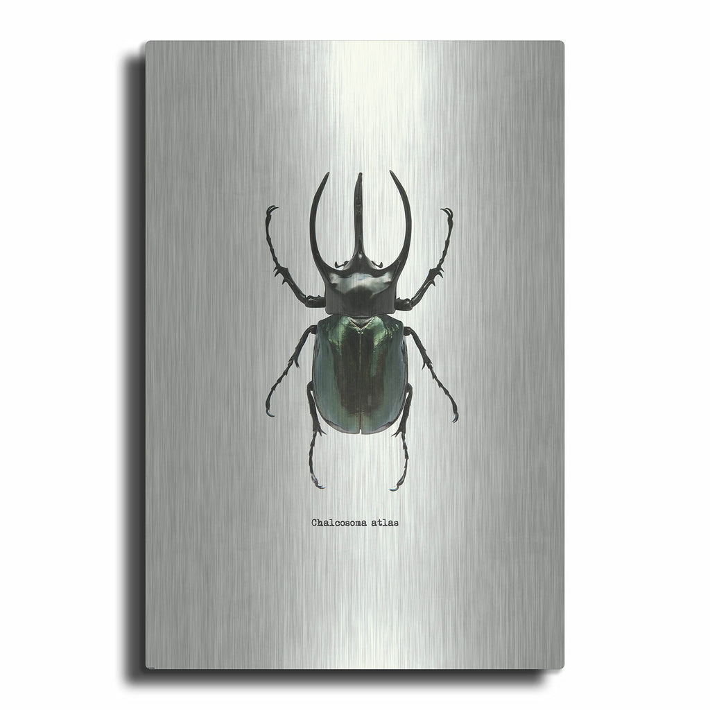 Beetle Black