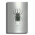 Beetle Black