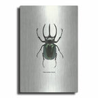 Beetle Black